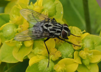 Graphomya maculata